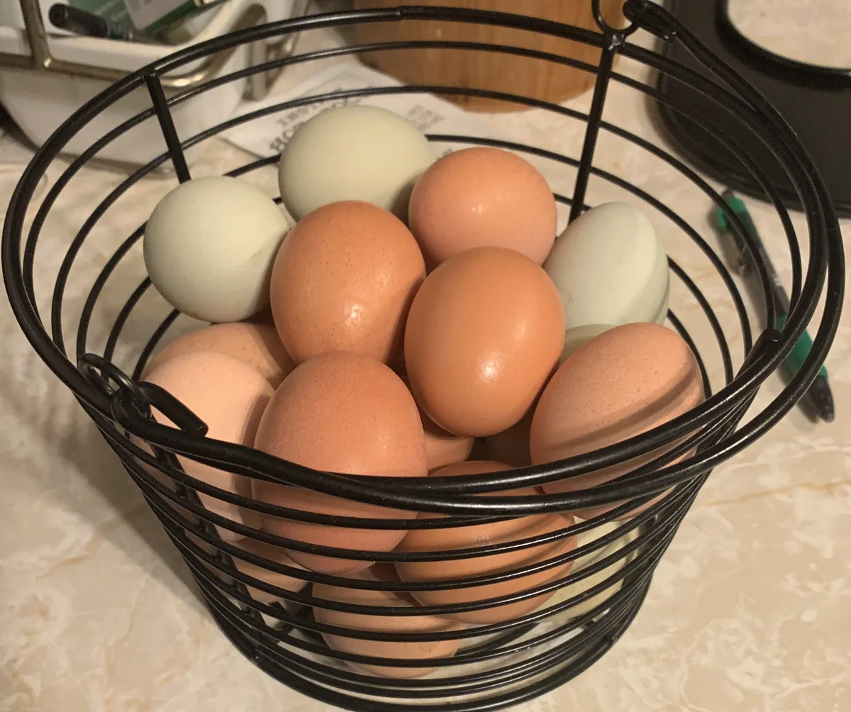 Free-range chicken eggs