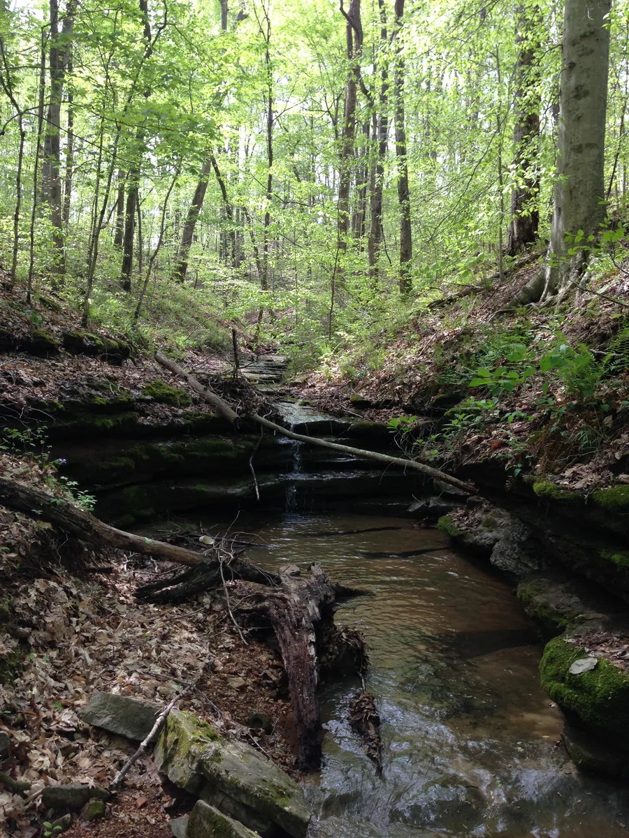 Spring water at Swift Spring Hollow