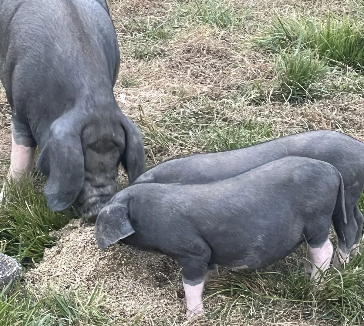 Meishan feeder pigs on pasture