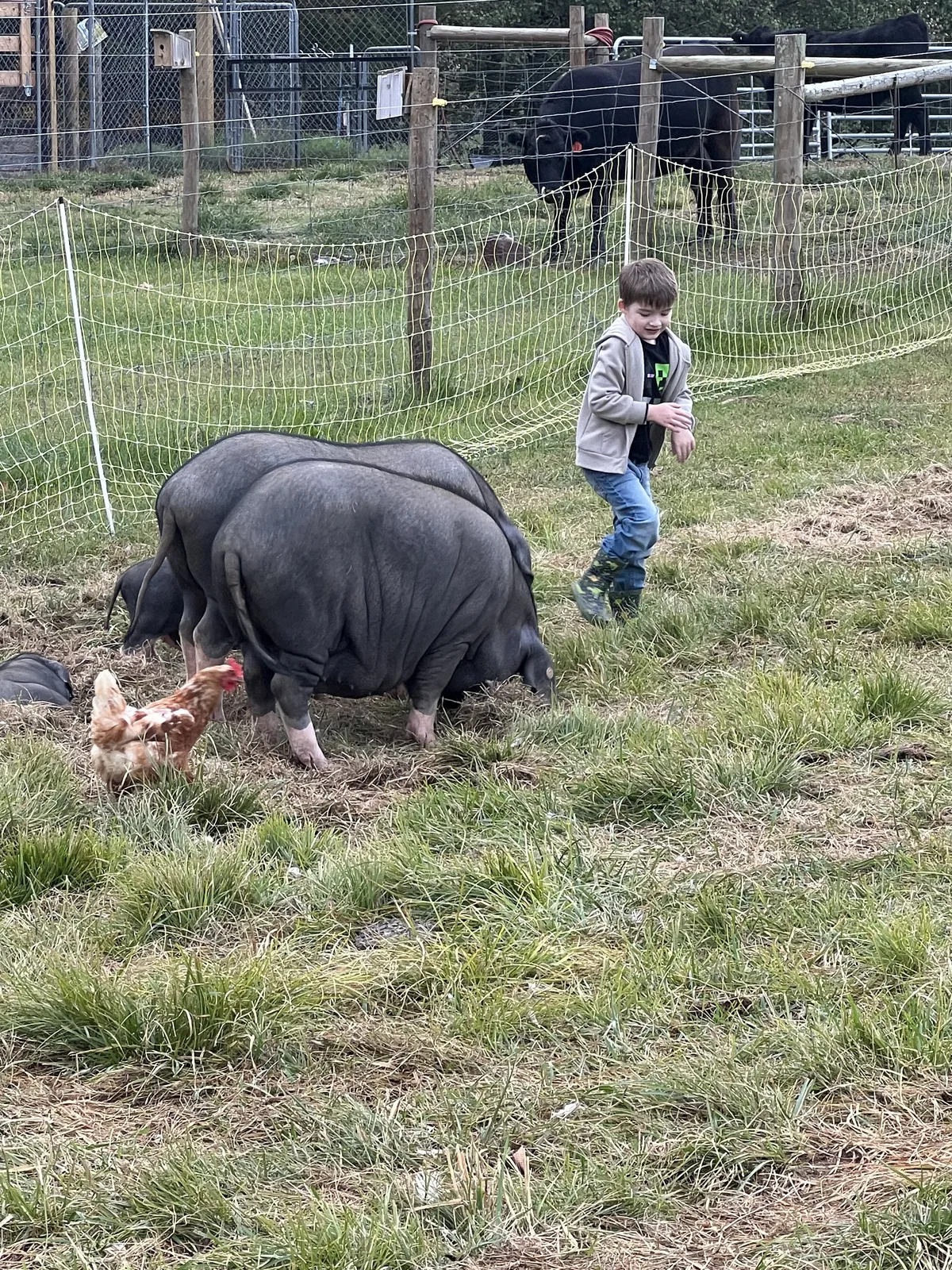 Meishan pig portrait at Swift Spring Hollow