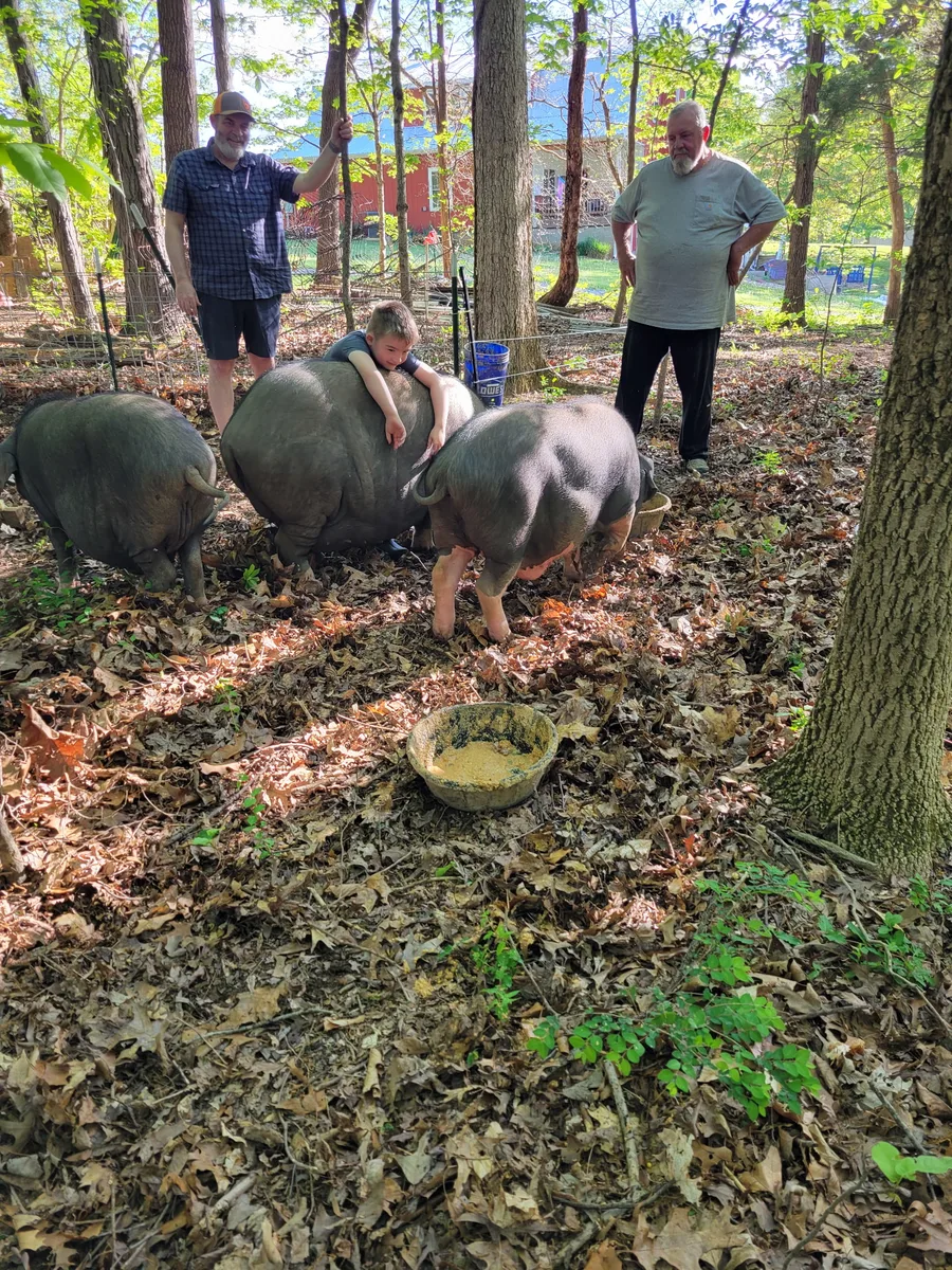 Meishan pigs on the farm