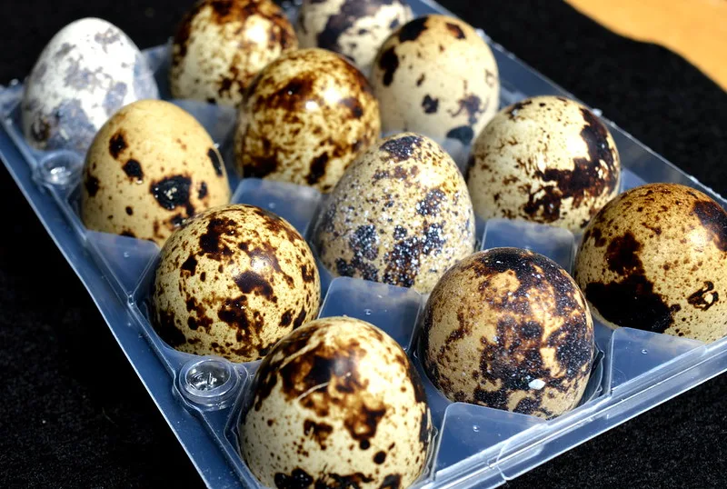 Speckled quail eggs in a clear carton