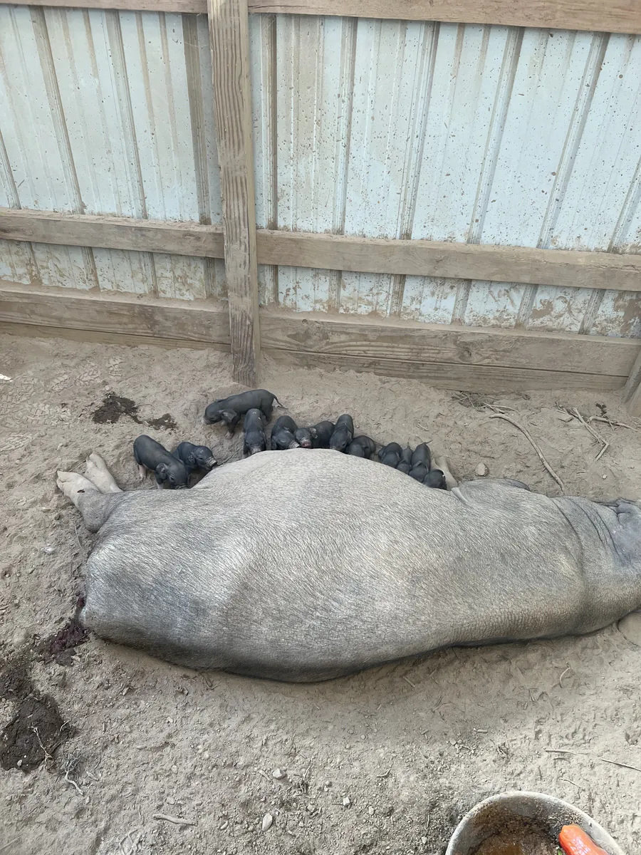 A Meishan sow lying on her side in the barn while her litter of black piglets nurses along her belly.